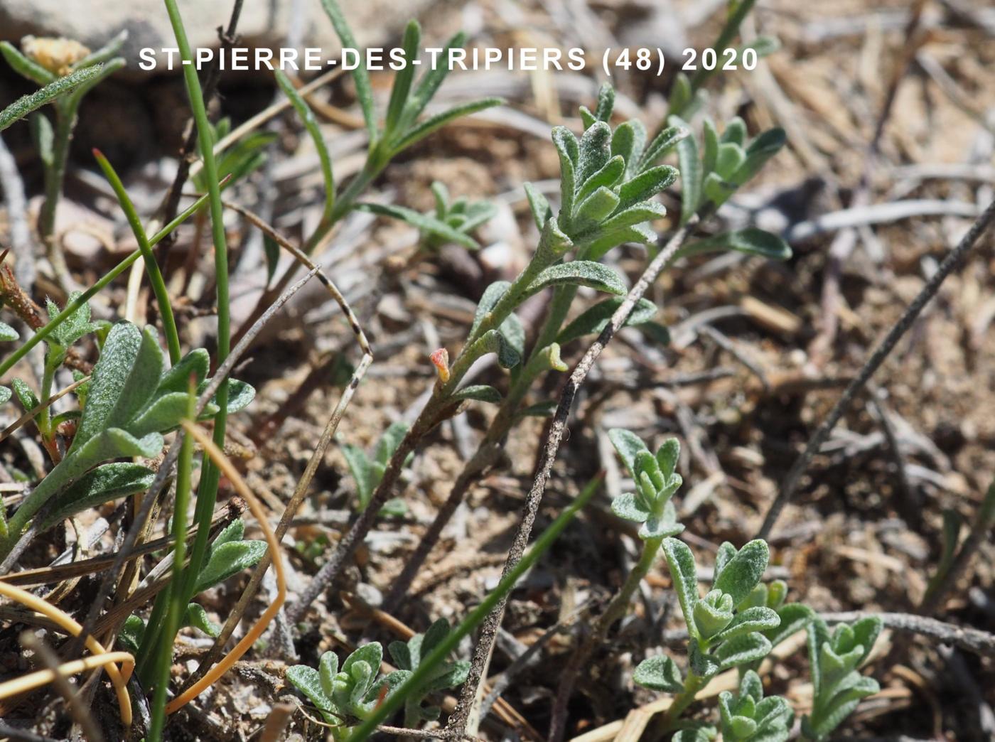 Alyssum, Mountain leaf